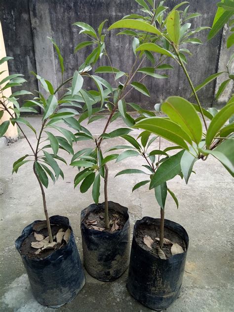 Grafted chico fruit trees for sale ph